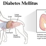 Diabetes Mellitus