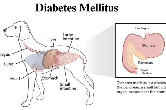 Diabetes Mellitus || Management and Treatment
