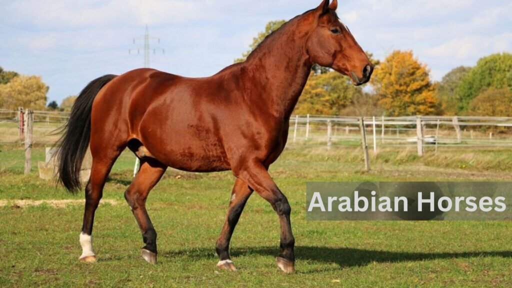 Arabian Horses