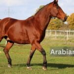 Arabian Horses