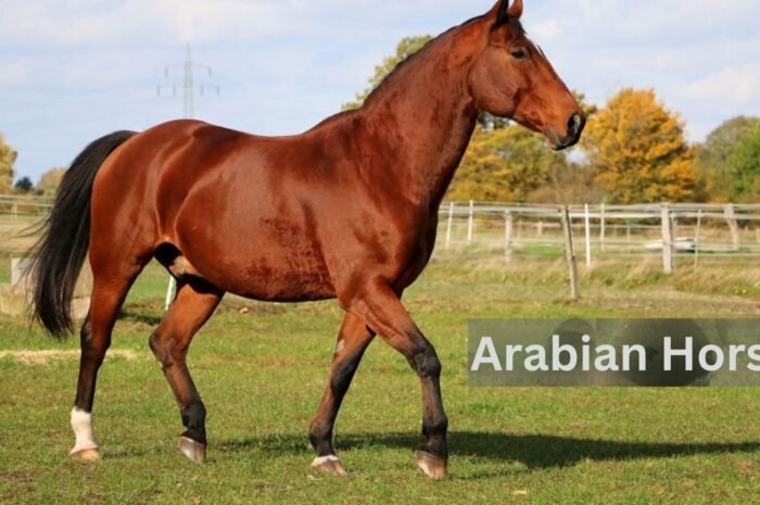 Discover the Majestic Legacy 7 Ways Arabian Horses Shaped Ancient Civilizations