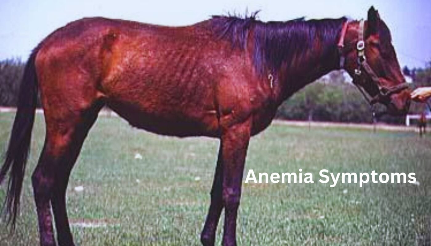 Equine Infectious Anemia Symptoms