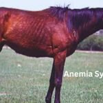 Equine Infectious Anemia Symptoms