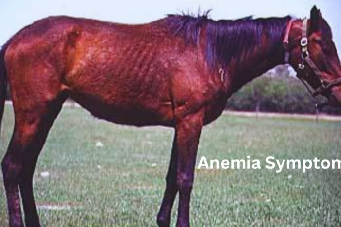 Equine Infectious Anemia Symptoms Discover 5 Key Signs to Watch For
