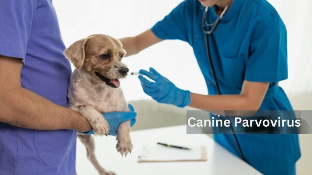 Canine Parvovirus