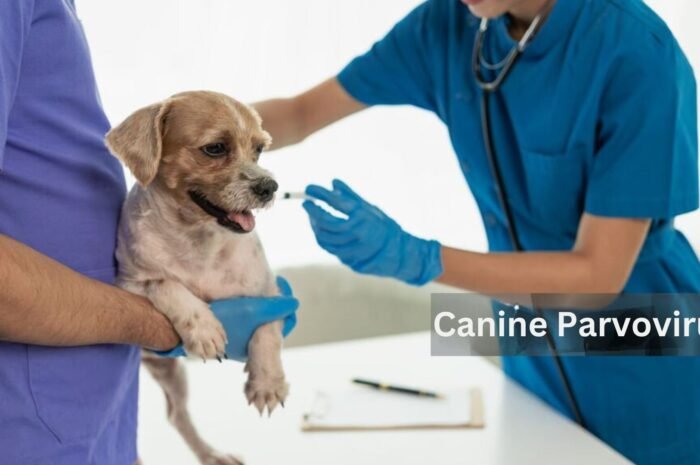5 Proven Canine Parvovirus Treatment Options for Puppies to Ensure Recovery