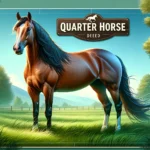 Quarter Horse